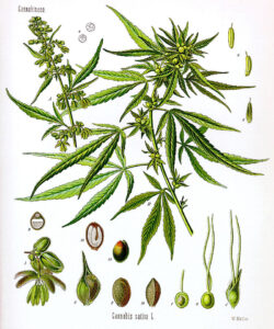 Proper Identification and Documentation cannabis