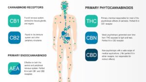 How CBD interacts with this system is provided below