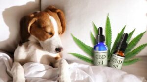 How Long Does CBD Oil Last in Dogs