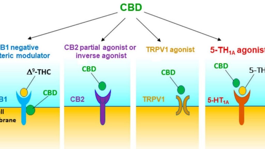 The Mechanism Of Action Of CBD